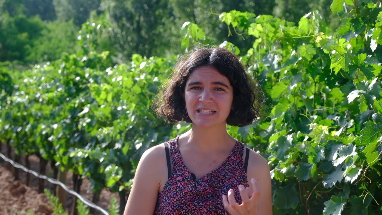 Una mutación genética es la responsable de la pérdida de color de la ‘Garnacha Blanca’