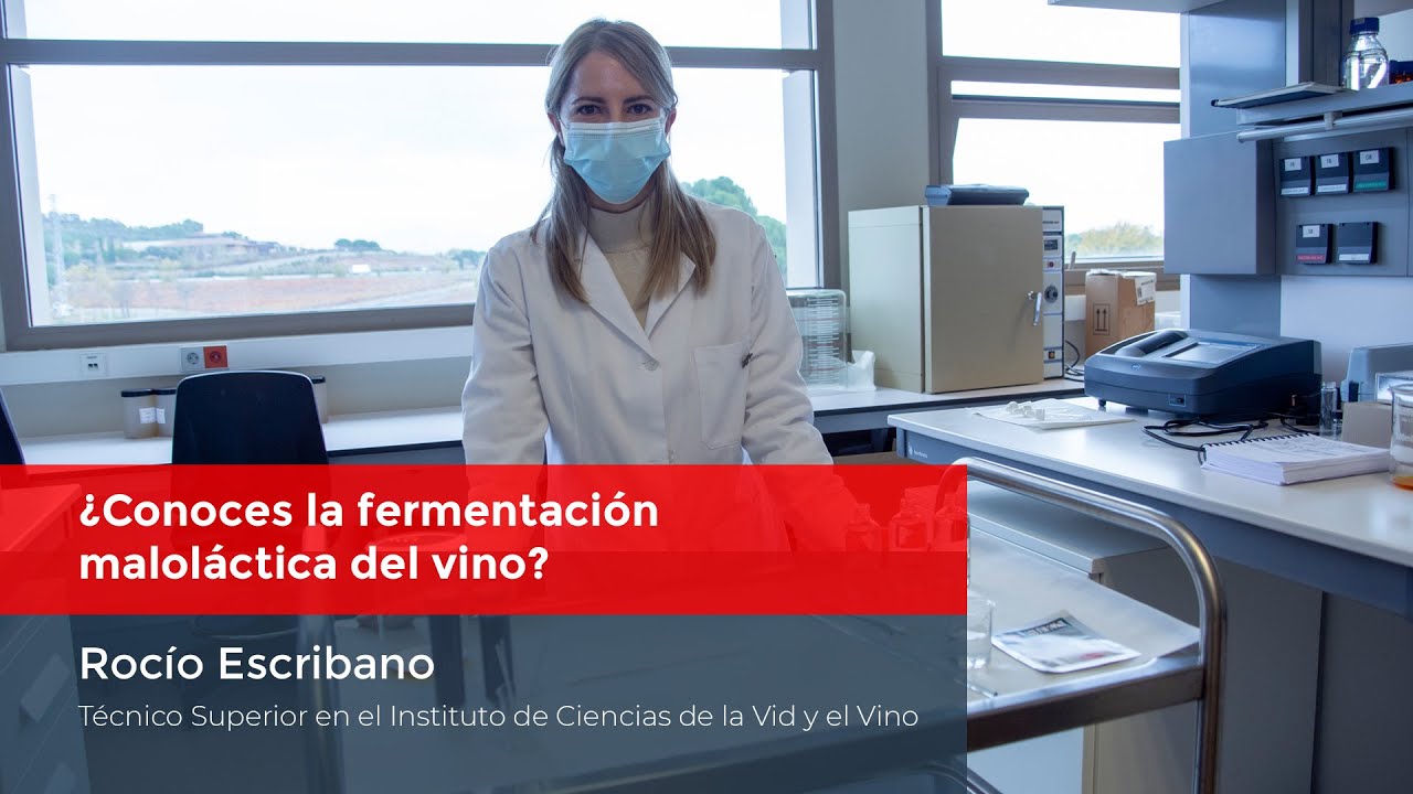 ¿Conoces la fermentación maloláctica del vino?