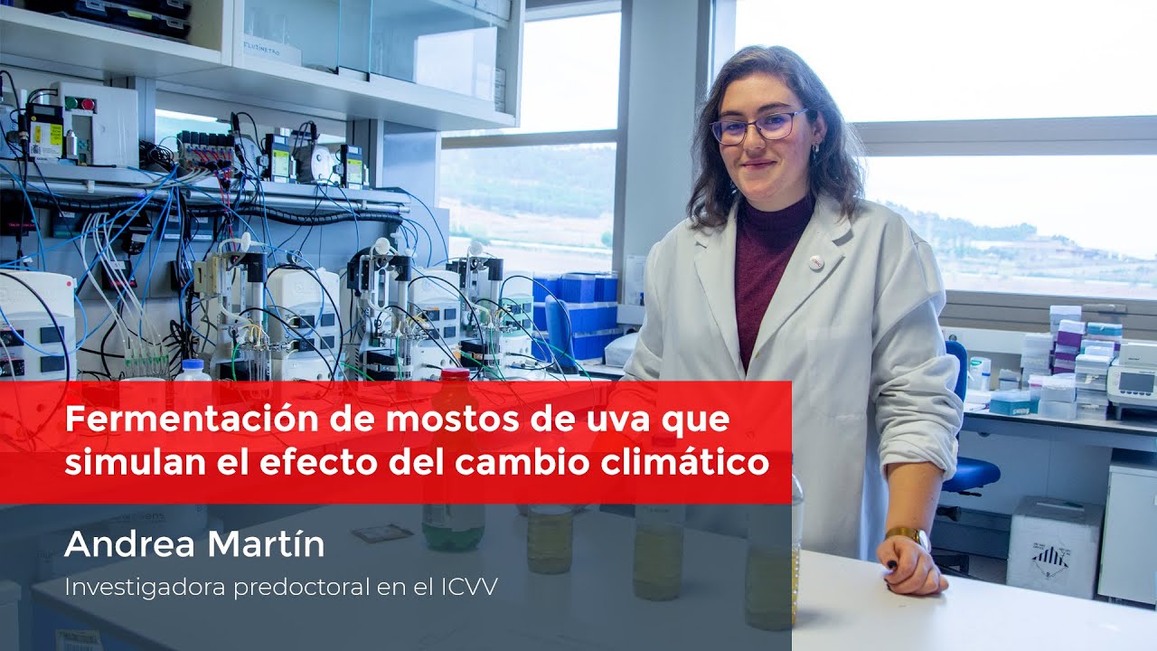 Fermentación de mostos de uva que simulan el efecto del cambio climático