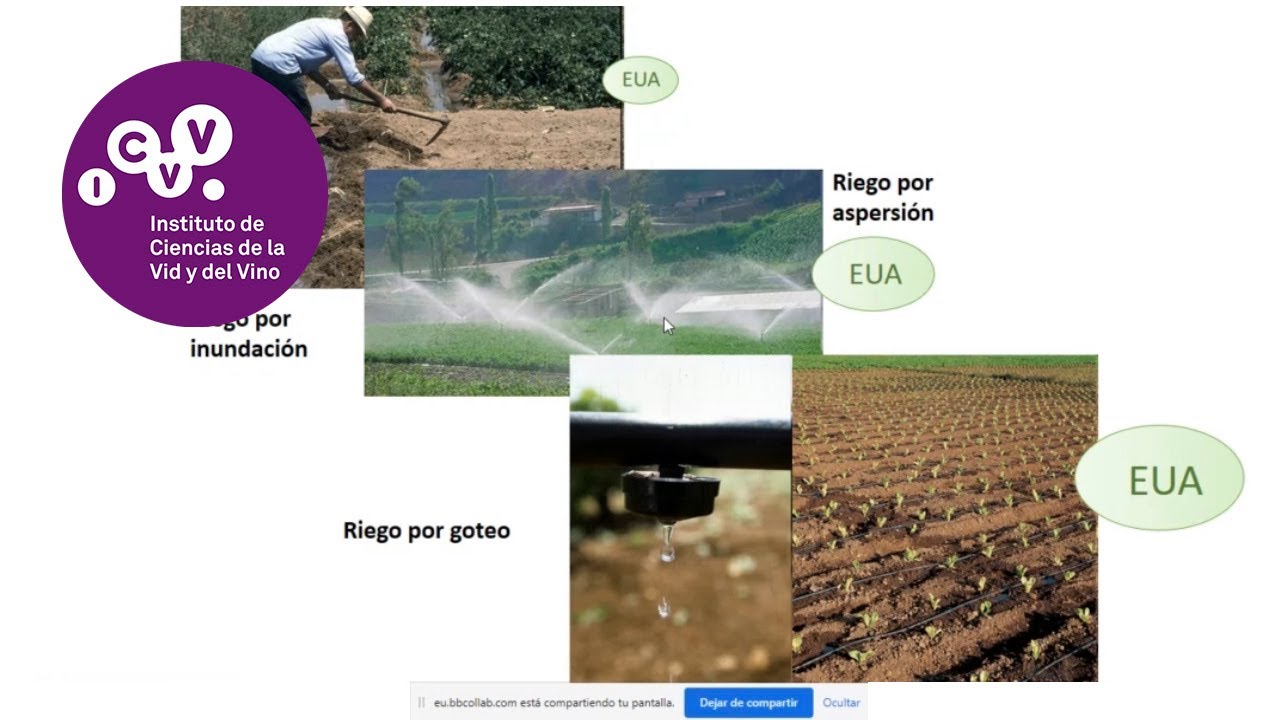 Estrategias agronómicas y genéticas para mejorar el cultivo de la vid e incentivar su sostenibilid