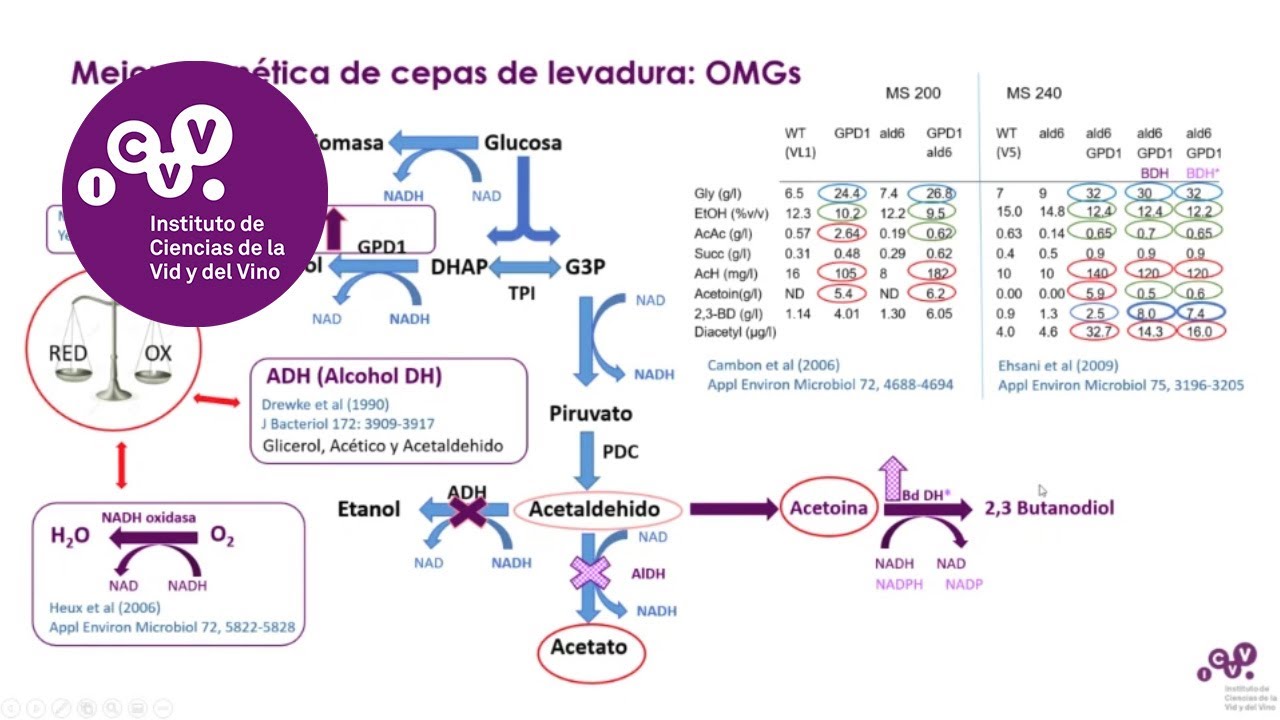 Soluciones biotecnológicas para bajar el rendimiento alcohólico durante la fermentación